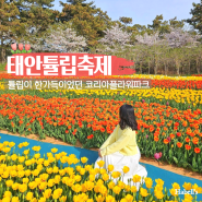 태안 튤립축제 꿀팁 대방출 코리아플라워파크 세계 튤립 공원 예매 입장료 기간