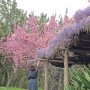 영덕 겹벚꽃 등나무 꽃 볼 수 있는 삼사해상공원(2024.04.20)