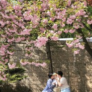 아기랑 나들이 갈만한 곳, 수원 경희대학교 국제캠퍼스 겹벚꽃보러 다녀왔어요🌸