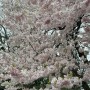 [도쿄] 벚꽃과 자연을 만끽한 도쿄여행 1일차