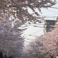 [망원] - 서울벚꽃명소 앞으로 벚꽃 구경은 망원벚꽃길로..🫶🏻/우동카덴합정,브라운프론트도어