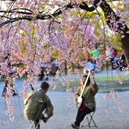 [일본 여행] 아오모리 히로사키 성의 봄날 샤미센 연주자 / Aomori Hirosaki Castle's Spring Day Shamisen performing artist