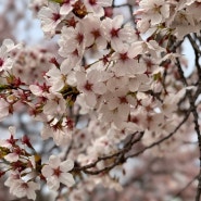 과천 서울 대공원 - 벚꽃놀이