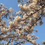 20240406 | 외대 글오벌 캠퍼스 벚꽃 즐기기(홍철없는 홍철팀) | 램브로 양꼬치 광주 본점