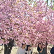 생일주간 꽃구경 3탄 불국사 겹벚꽃구경/4월18일 실시간