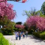 충남 당진 가볼만한곳 : 남산공원 겹벚꽃 명소