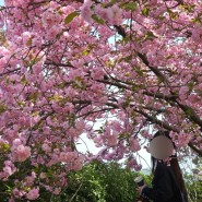 춘천 강원도립화목원 | 겹벚꽃 명소 성지순례 다녀왔읍니다