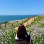 [제주] 4월 5월 함덕 서우봉 유채꽃 갯무꽃 개화 봄 가볼만한곳 추천