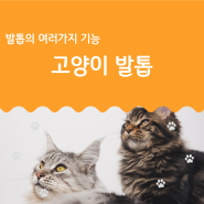 고양이 발톱 역할 기능은 무엇?