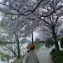 오랜만에 써보는 4월 임산부 직장인의 일상 (1)+벚꽃