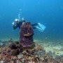 필리핀 민도르섬 사방비치 스쿠버다이빙 Fanta sea Reef point