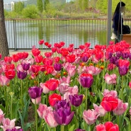 4월, 튤립이 만개한 마곡 서울식물원에서 산책&피크닉 즐기기