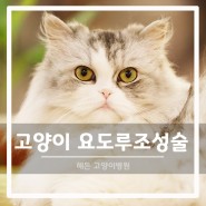 [해든고양이병원] 고양이 특발성 방광염 FLUTD 회음부 요도루조성술