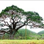 (4월 17일) 광동제약 상표인 솔표의 모델이었던 영월 솔고개 소나무