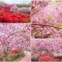완산칠봉꽃동산 겹벚꽃 전주 놀거리 봄 나들이는 완산공원이지