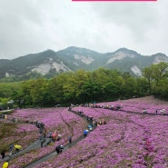 불암산 힐링타운 철쭉축제