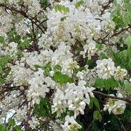 등나무꽃 명소. 두월노을마을