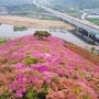 대구 와룡산 영산홍 군락지 우중의 꽃 산행