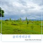 김해 한림 강아지 산책 유채꽃 명소 술뫼생태공원(+금계국, 게이트볼장)