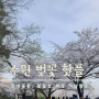 [수원 벚꽃 맛집] 만석공원 벚꽃터널, 수원 화성 서남암문