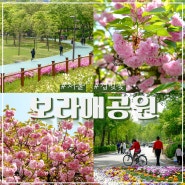 서울 보라매공원 겹벚꽃 개화 명소
