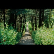 남산 슬라이드 필름 파노라마 _ PENTAX MZ3 , E100D 망우삼림 필름 현상 스캔