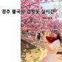 경주 불국사 겹벚꽃 포토존 명소 주차정보 실시간 개화상황