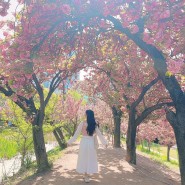 대구 월곡역사공원 겹벚꽃 명소 실시간(4/19) 주차장