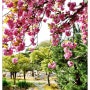 부산 홍법사 겹벚꽃 아름다운 수형