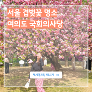 서울 겹벚꽃 명소 국회의사당 사랑재 실시간 여의도 가볼만한곳