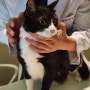 대구 동구 동물병원 24시 파티마동물의료센터 고양이검진