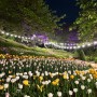 서대문구 '안산 벚꽃길' 야간 튤립과 조명