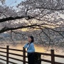 1박2일 뚜벅이 안동여행🌸 | 낙강물길공원, 월영교, 안동벚꽃축제(240406)