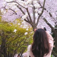 인천 자유공원 드라이브, 벚꽃구경 실컷한 날
