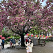 순천 / 선암사 / 겹벚꽃 🌸