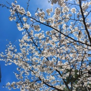 벚꽃구경 실컷한 봄 / 봄이좋냐멍청이들아를 이제 5월에 쓰는..