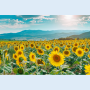 해바라기황금시간 sunflowers golden hour #11