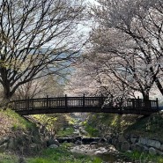 홍성 당일치기 여행 벚꽃 명소 오서산 2024년 벚꽃 구경