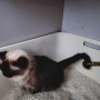네네린도 대용량 초극세입자 고양이 두부모래(오리지널) 실사용&추천 리뷰
