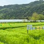 아이랑 2024 예천 회룡포 봄꽃축제 (위치, 주차, 제1뿅뿅다리로 가세요!)