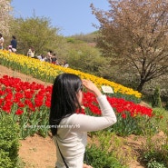 서울 연희숲속쉼터 안산 튤립 꽃구경명소 추천