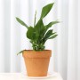 스파티필룸(Spathiphyllum)포트분갈이/스파트필름 키우기 온도 물주기 빛요구량 공기정화기능