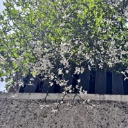 탱자나무와 탱자 꽃