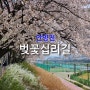 [벚꽃 명소] 안양천 벚꽃십리길, 금천구 벚꽃로, 광명 벚꽃 명소