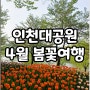 인천 가볼만한곳 인천대공원 주차장 봄꽃여행 튤립,등나무 개화 정보
