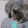 고양이 신부전 증상 식욕부진 케어 고양이 영양제 간식 추천