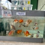 시드니 주말시장 일요일 플레밍턴 마켓 Flemington Market '젠아쿠아리움(Zen Aquarium)'