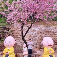 겹벚꽃명소 서산문수사겹벚꽃 실시간만개중 사진포인트정보 인생샷찍기