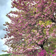 세종 영평사 겹벚꽃 나들이 & 공주 엔학고레 카페 당일코스🌸