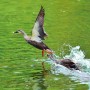 [일본 조류] 아오모리에서 만난 동부점박이오리(흰뺨검둥오리) / Eastern spot-billed duck in Aomori